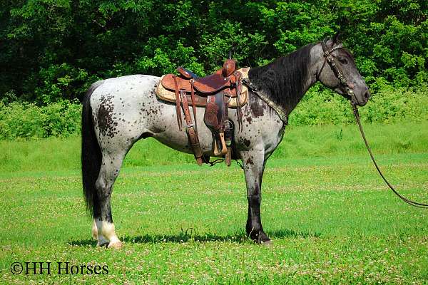 athletic-quarter-horse