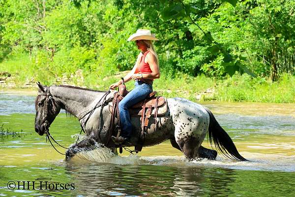 beginner-quarter-horse