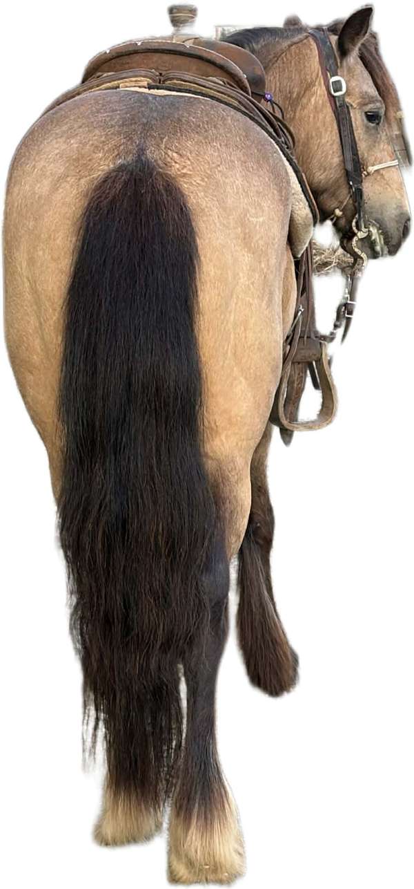steer-roping-gypsy-vanner-pony