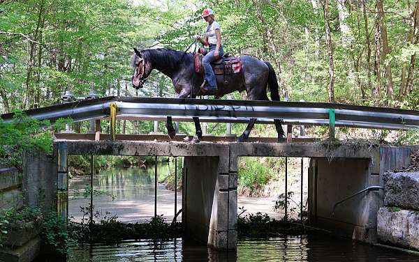 draftx-draft-horse