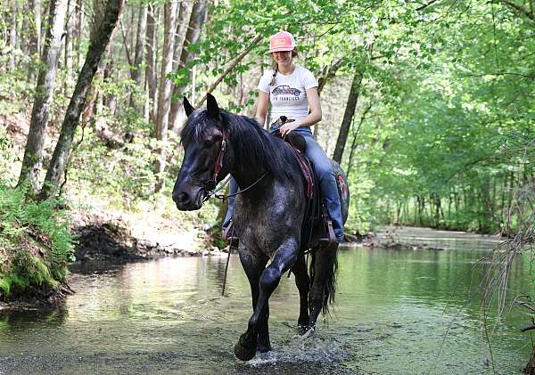 versatility-draft-horse
