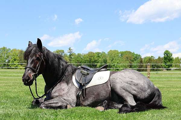 draftx-horse