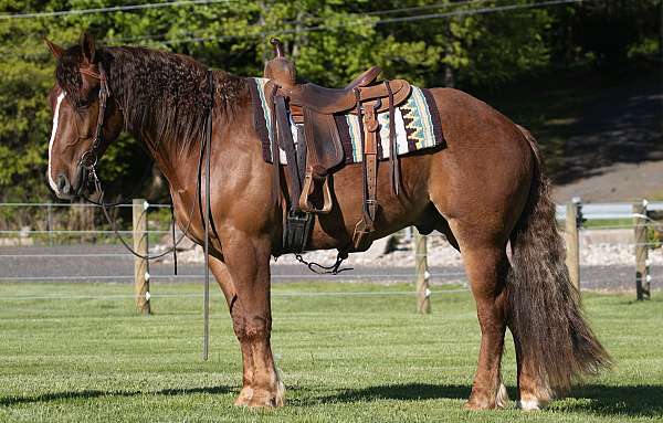 liberty-draft-horse