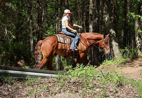 draftx-gelding