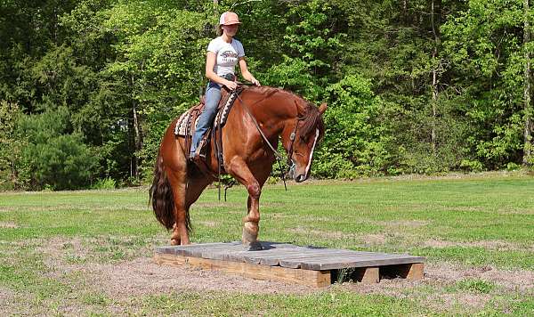 draft-horse