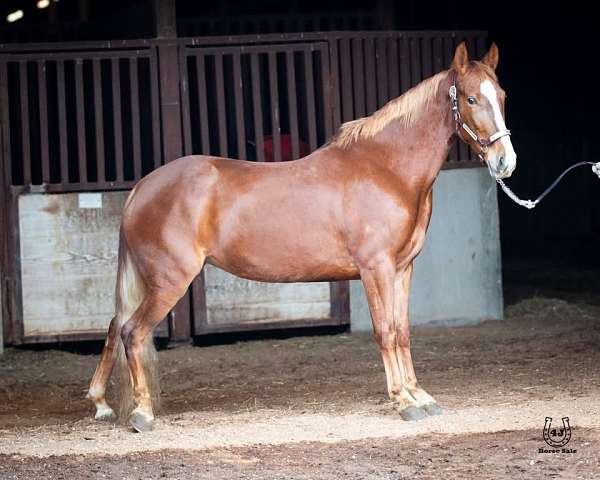 gaited-tennessee-walking-horse