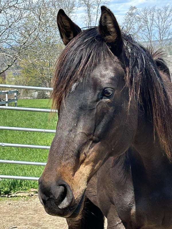 excellent-mover-mare