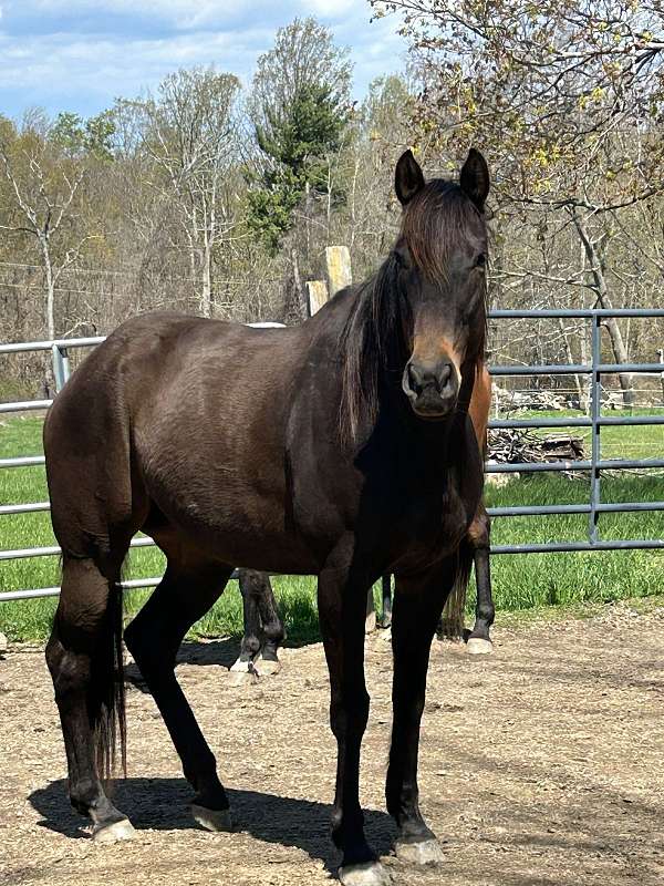 regal-mare