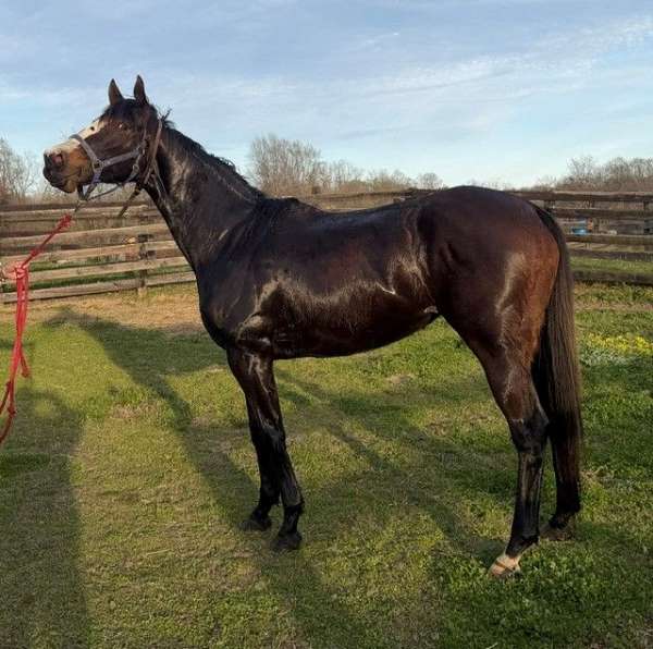 white-blaze-horse