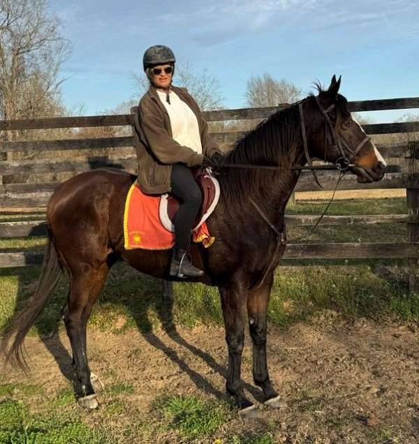 bay-white-blaze-horse
