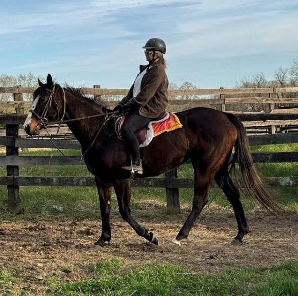 affordable-thoroughbred-horse