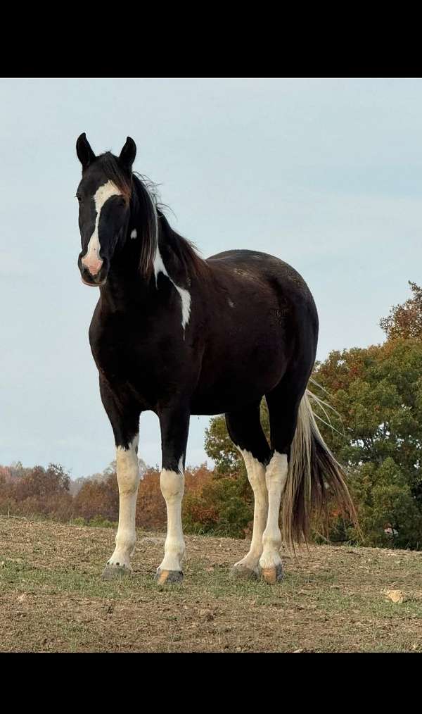 tennessee-walking-gelding