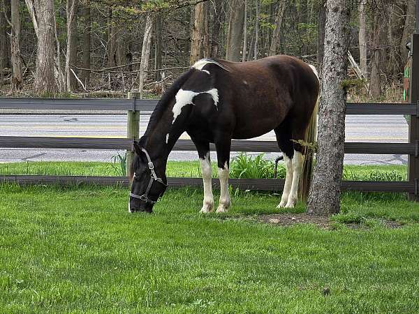 tennessee-walking-horse-for-sale