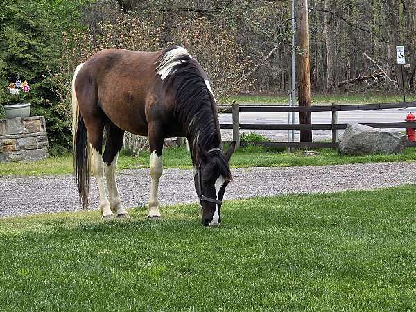 tennessee-walking-horse
