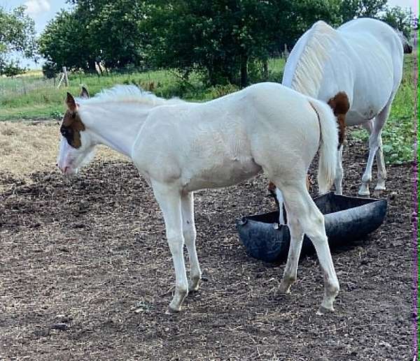 black-tobiano-apha-filly-mare