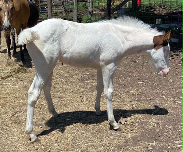 color-producing-paint-horse