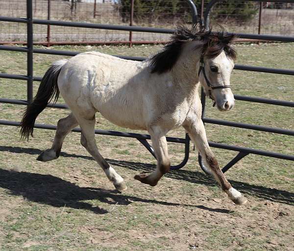 dunskin-3-white-socks-pony