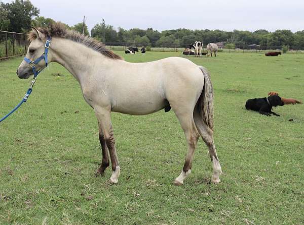 dunskin-welsh-pony