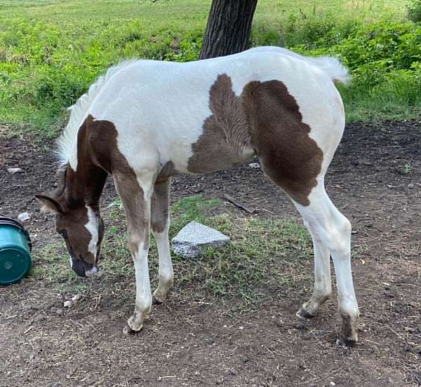 tobiano-horse