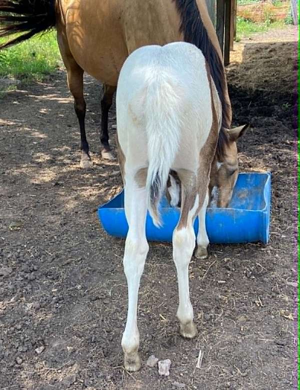 foundation-blood-paint-horse