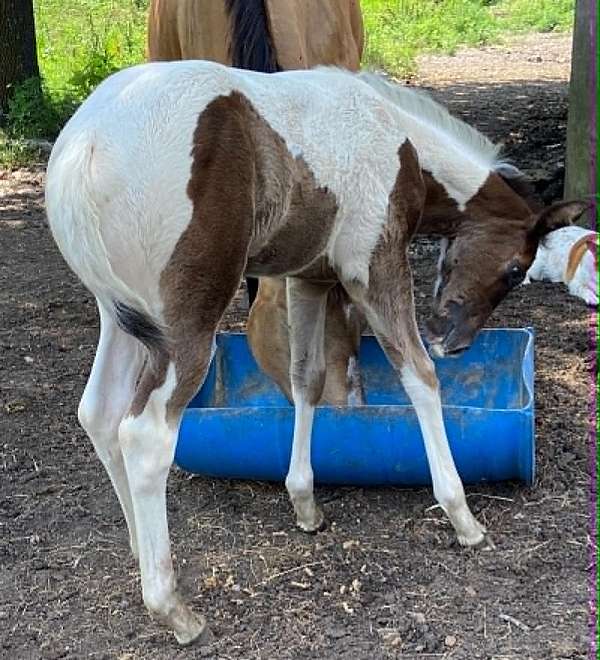 all-arounder-filly