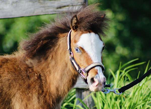 blaze-with-a-blue-eye-horse