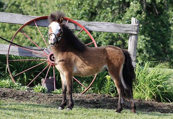 bay-blaze-with-a-blue-eye-horse