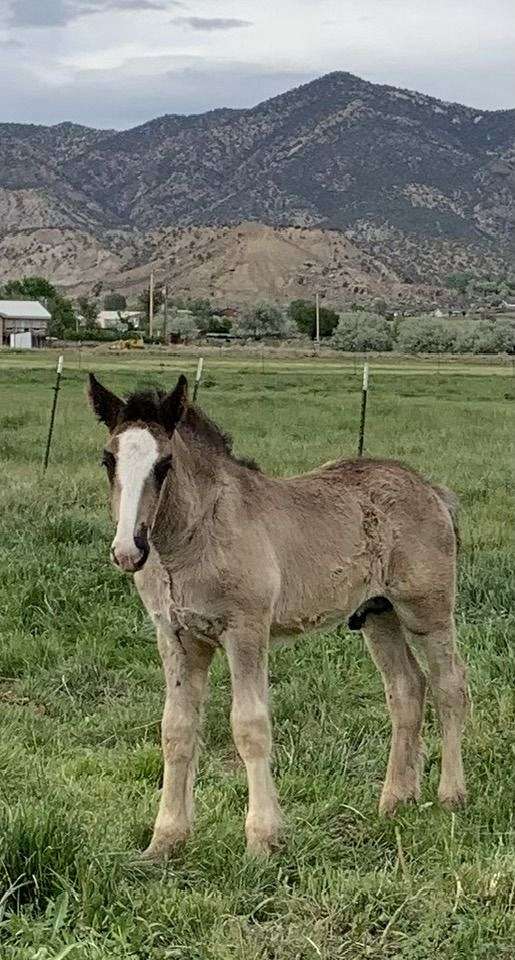 baby-shire-horse