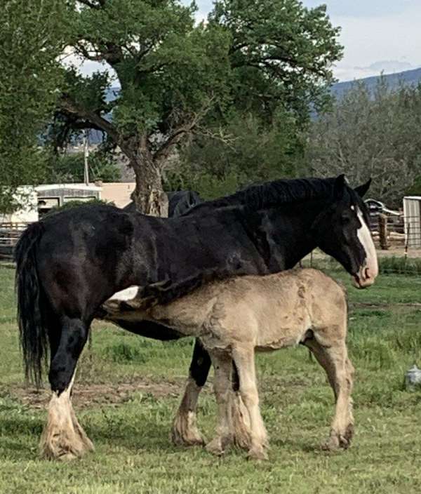blaze-shire-horse