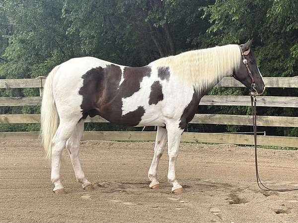 all-around-paint-horse