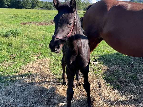 breeding-friesian-horse