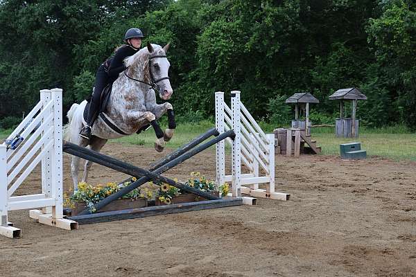 paint-appaloosa-horse