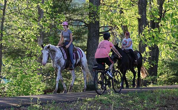 roan-appaloosa-horse
