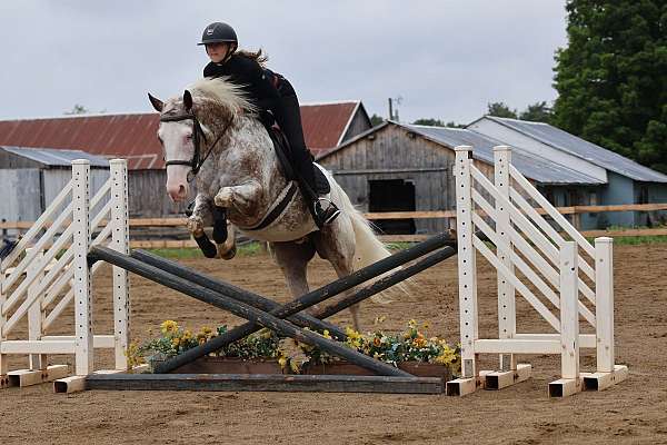 handy-appaloosa-horse