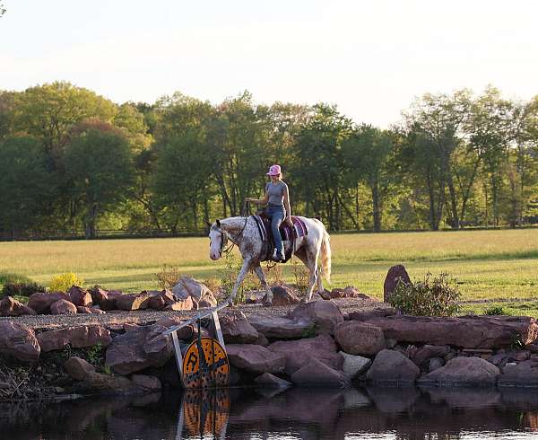 job-appaloosa-horse