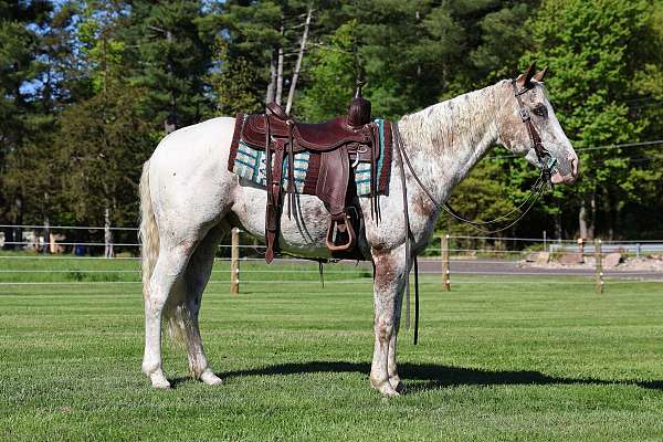 lesson-program-appaloosa-horse