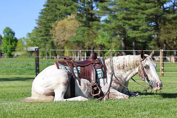 levels-appaloosa-horse
