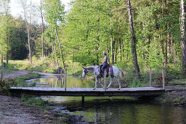 liberty-work-appaloosa-horse
