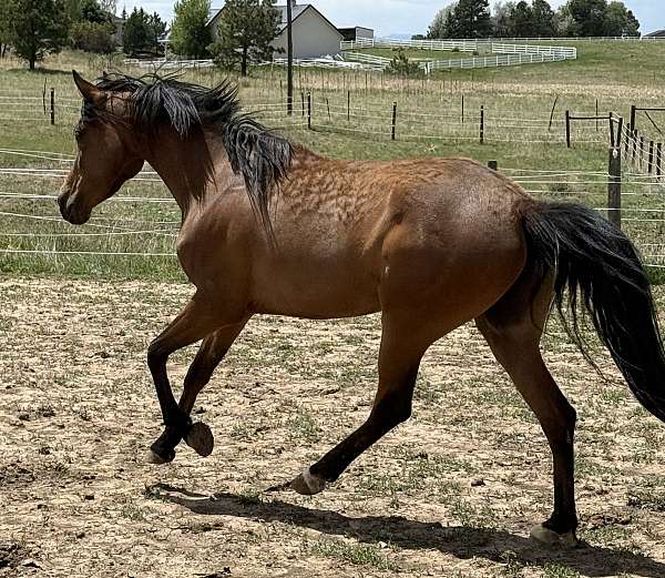 breeding-andalusian-horse