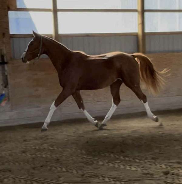 hanoverian-thoroughbred-gelding-mare