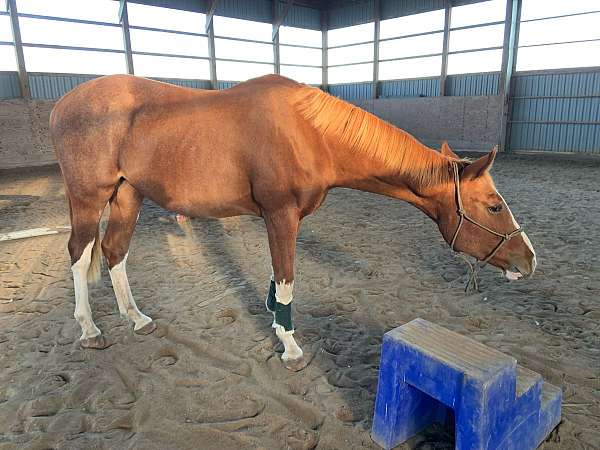 flashy-hanoverian-thoroughbred-horse