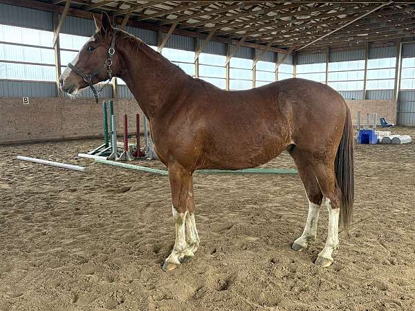 hanoverian-thoroughbred-horse-for-sale