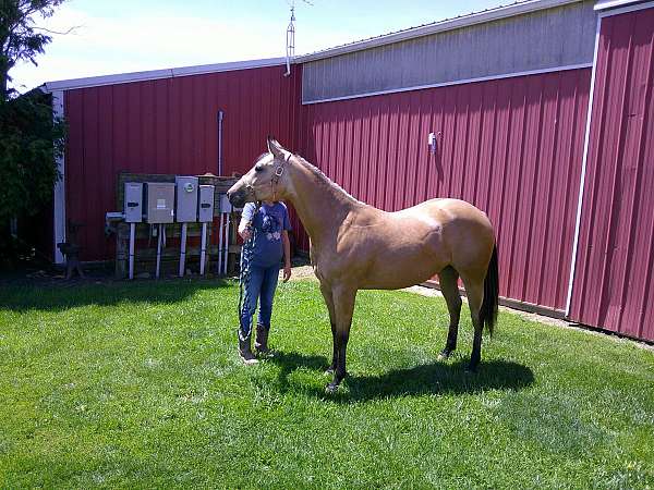 get-him-now-gelding