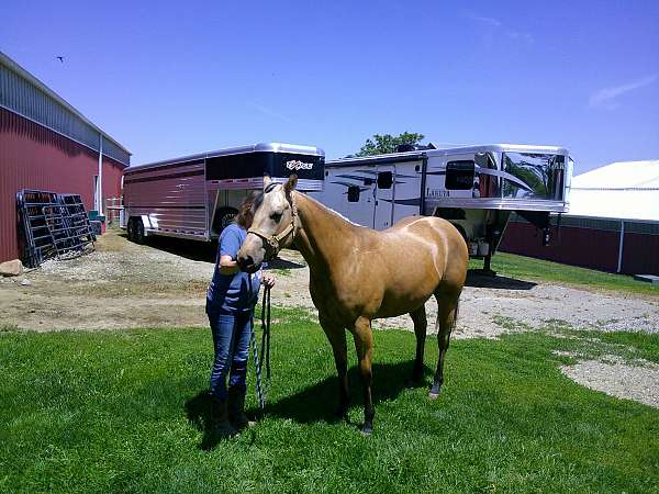red-buck-gelding
