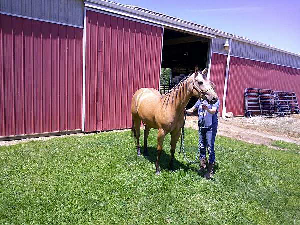 two-eyed-red-buck-gelding