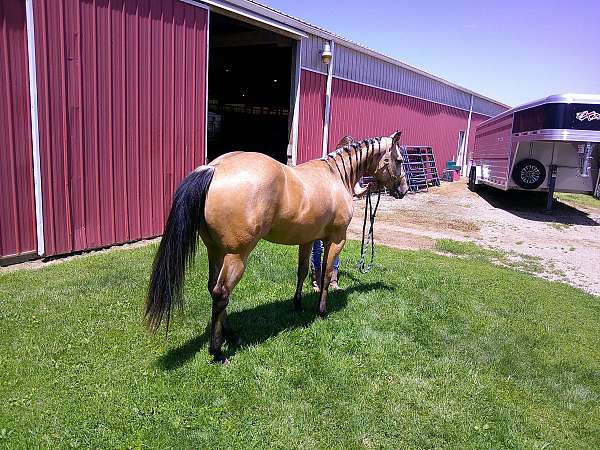 and-ranch-quarter-horse