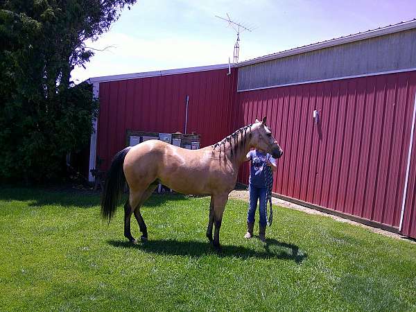 aqha-quarter-horse