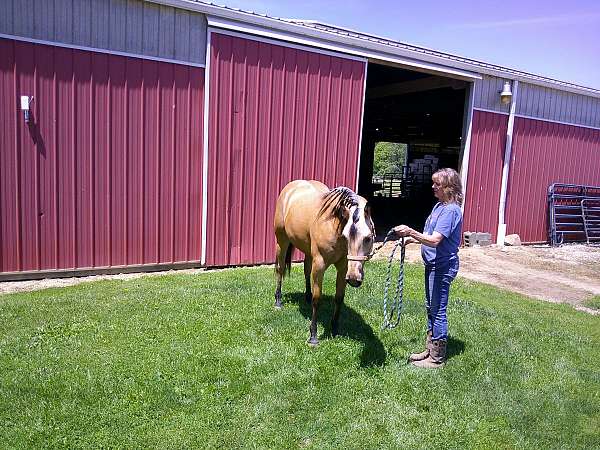 bar-quarter-horse