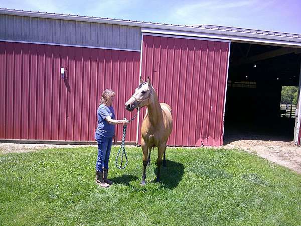 bloodlines-quarter-horse