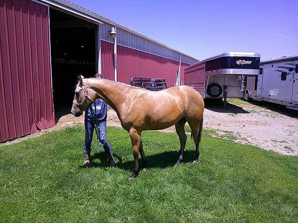 buck-quarter-horse